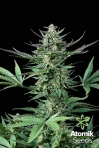 Auto Bud marijuana seeds. Atomik Seeds