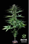 Semillas de marihuana Auto Bud autoflorecientes. Atomik Seeds