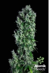 Auto Haze marijuana seeds. Atomik Seeds
