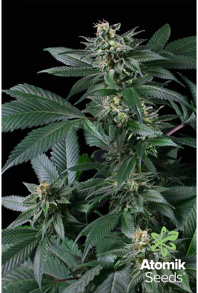 Blueberry AK. Marijuana Seeds. Atomik Seeds