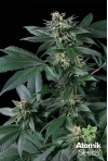 Blueberry AK. Marijuana Seeds. Atomik Seeds