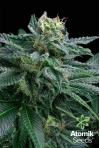 Blueberry AK. Semillas de marihuana feminizadas. Atomik Seeds