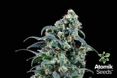 Feminized marijuana seeds. Atomika by Atomik Seeds