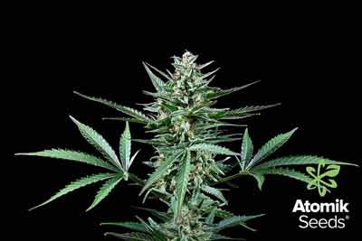 Semillas de marihuana autoflorecientes Auto Bud. Atomik Seeds
