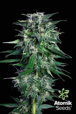 Autoflowering marijuana seeds. Auto Bud by Atomik Seeds