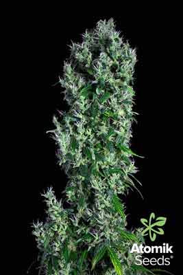 Autoflowering marijuana seeds Auto Haze by Atomik Seeds