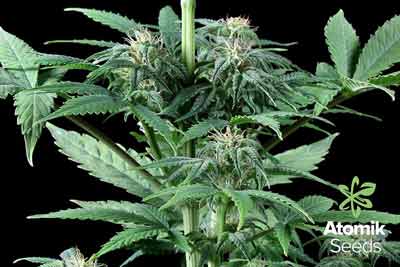 Autoflowering marijuana seeds Auto Haze by Atomik Seeds