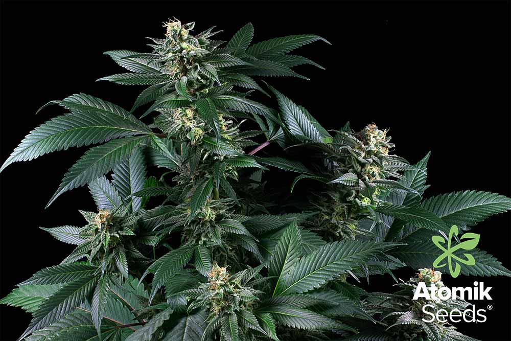 Feminized marijuana seeds Blueberry AK by Atomik Seeds