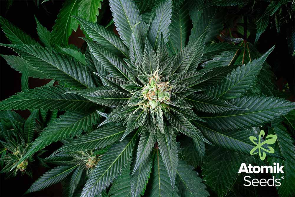 Semillas de marihuana feminizadas Blueberry AK. Atomik Seeds