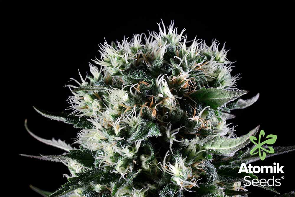 Feminized marijuana seeds Critical Mass by Atomik Seeds