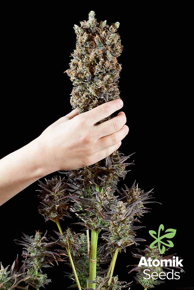 Feminized marijuana seeds Critical Mass by Atomik Seeds