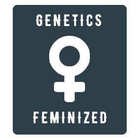 Feminized cannabis seeds. Atomika by Atomik Seeds. Genetics feminized