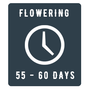 Autoflowering feminized cannabis seeds. Auto Bud. Atomik Seeds. Flowering 55-60 days