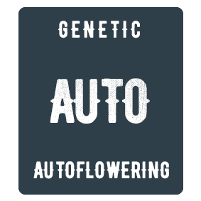 Autoflowering feminized cannabis seeds. Auto Bud. Atomik Seeds. Autoflowering genetic