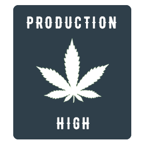 Auto Haze autoflowering feminized cannabis seeds. High Production