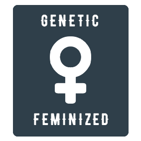 Critical Mass feminized cannabis seeds. Atomik Seeds. Genetic Feminized