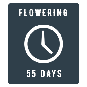Power Skunk feminized cannabis seeds. Atomik Seeds. Flowering 55 days