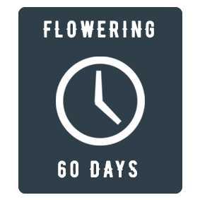 White Widow feminized cannabis seeds. Atomik Seeds. 60 days flowering